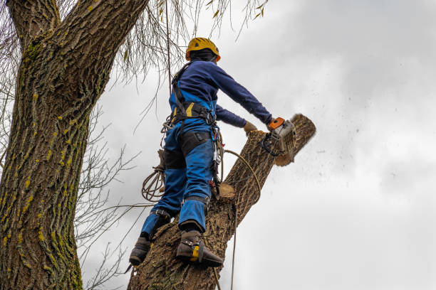 Gulf Park Estates, MS Tree Care Services Company