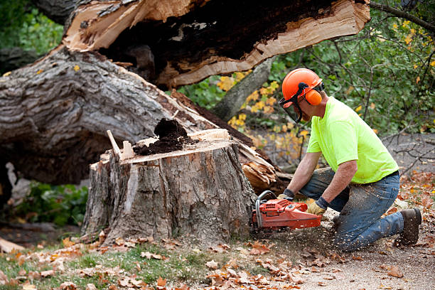 Best Root Management and Removal  in Gulf Park Estates, MS